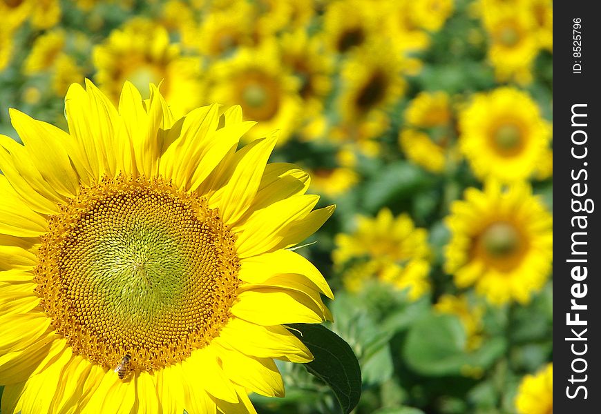 Close up of a bright  sunflower