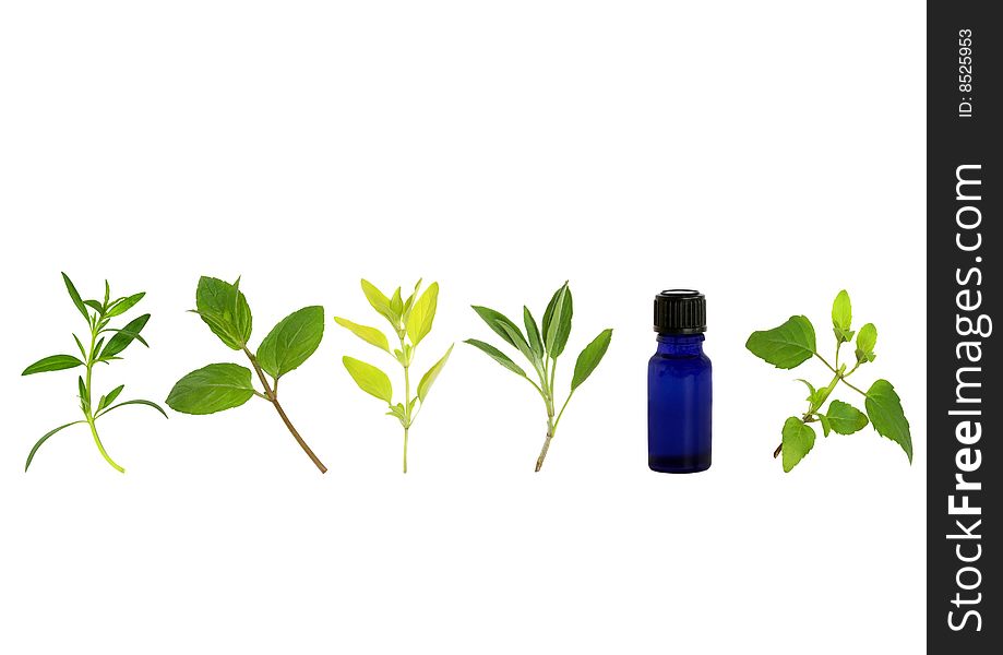 Herb leaf sprigs of hyssop, chocolate mint, golden marjoram, sage, and bergamot and essential oil glass bottle, over white background. Herb leaf sprigs of hyssop, chocolate mint, golden marjoram, sage, and bergamot and essential oil glass bottle, over white background.