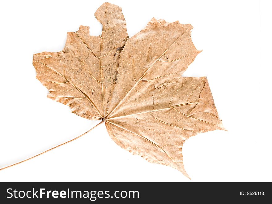 Destroyed autumn leaf on white background