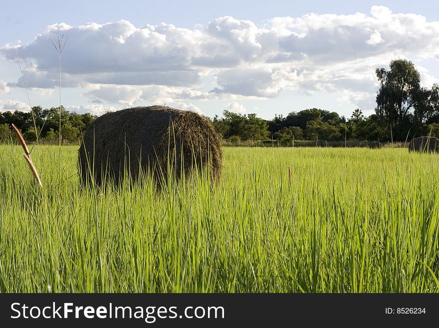 Bale of hay in a grassy field. Bale of hay in a grassy field