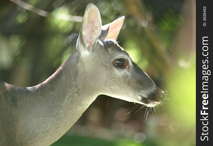 Beautiful deer the ears seem almost translucent in the sunlight.the gentleness is reflected in the eyes. Beautiful deer the ears seem almost translucent in the sunlight.the gentleness is reflected in the eyes.
