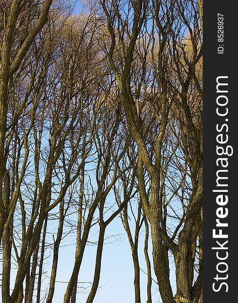 Bare trees in a park at winter. Bare trees in a park at winter