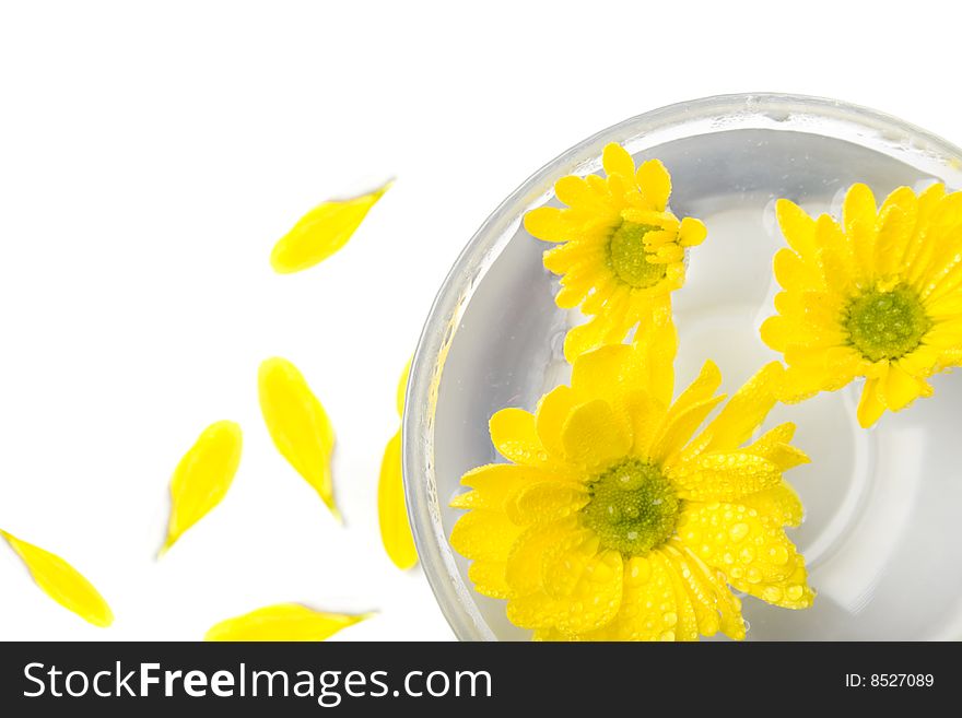 Yellow flowers close up floating in water