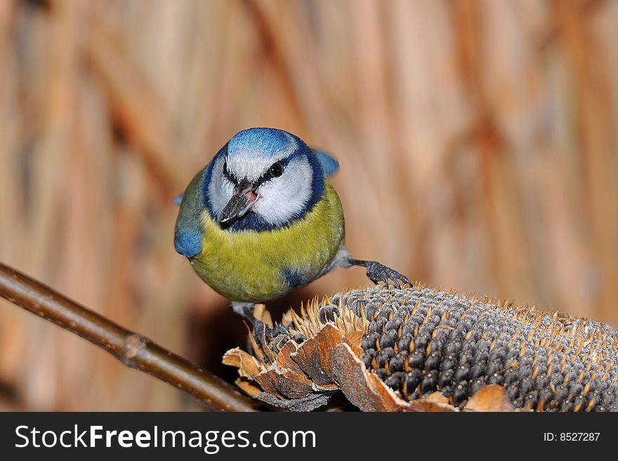Blue Tit With Seeds In Bill