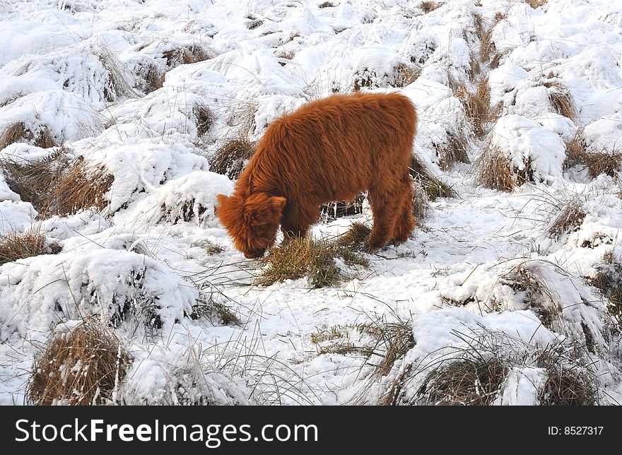 Young Highland calve grazing in snowy area