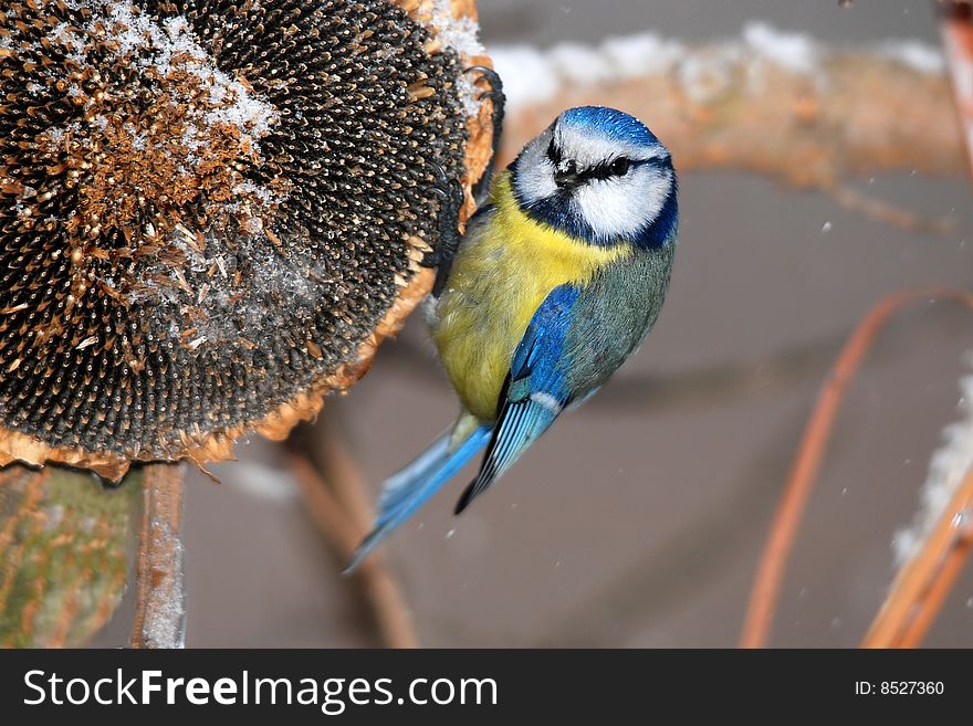 Blue tit on sunflower in winter. Blue tit on sunflower in winter.