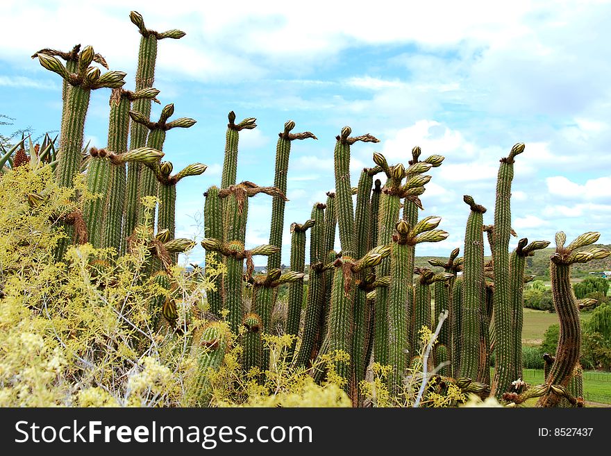 Group of cactus with blooms in south africa's landscape. Group of cactus with blooms in south africa's landscape