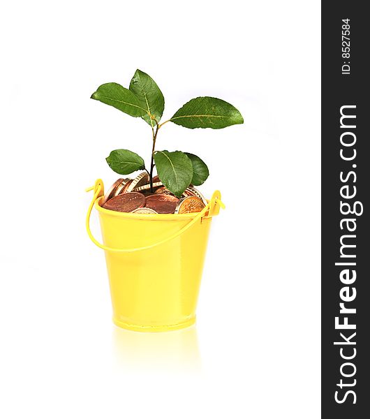 Plant growing from bucket full of coins. Plant growing from bucket full of coins.