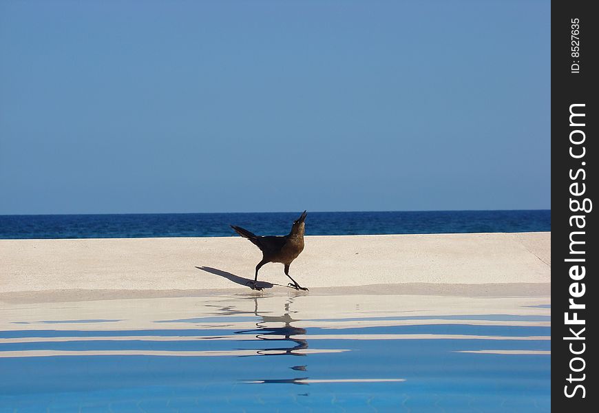 Cancun bird 1