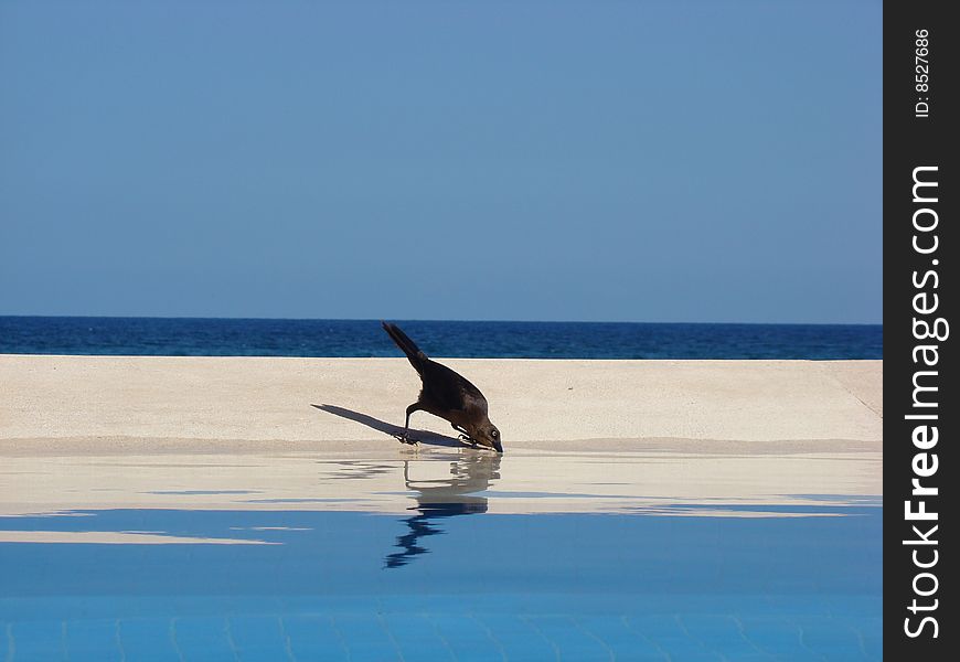 A Tordo drinking water in a pool after a sunny afternoon. A Tordo drinking water in a pool after a sunny afternoon