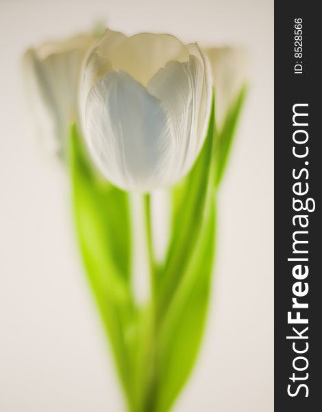 White tulips (Tulipa) on white background