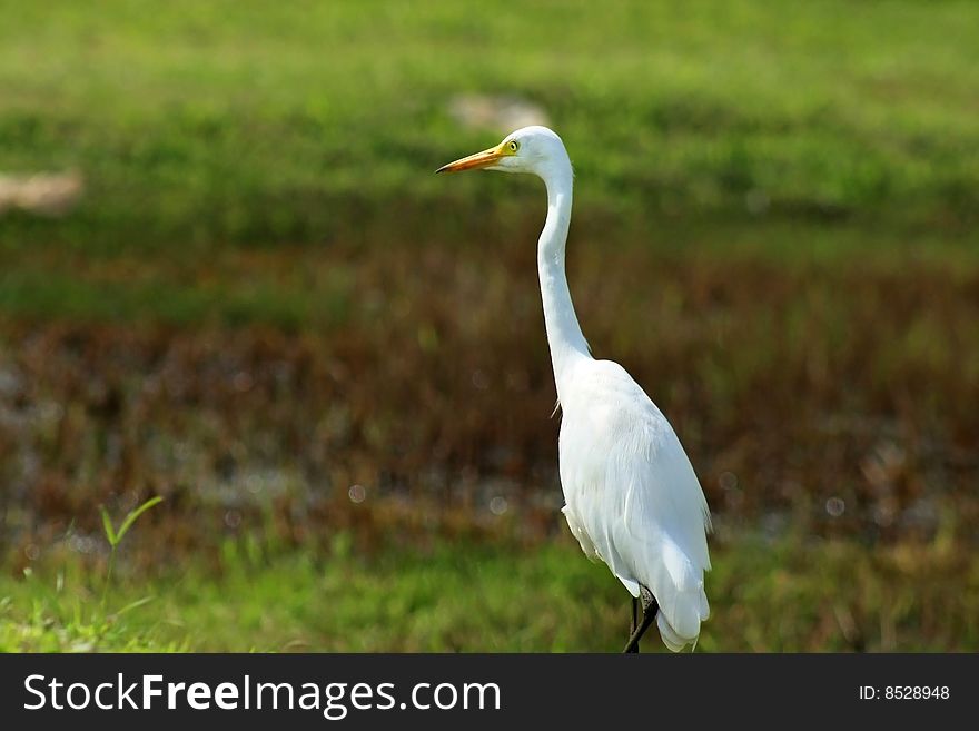 Great White Egret