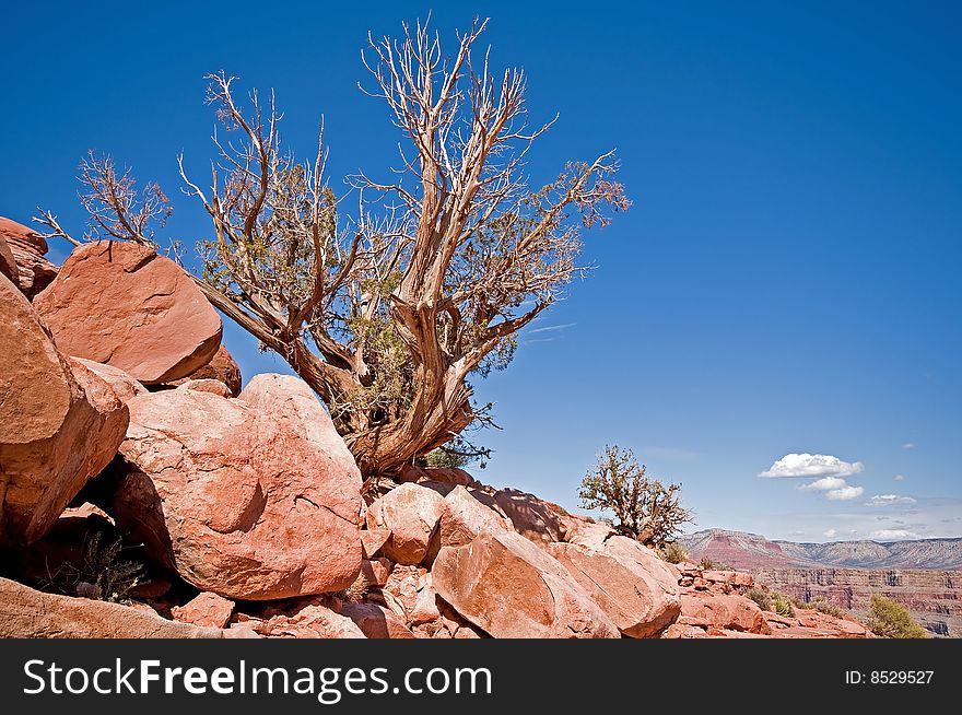 A trees on a barren desert landscape with a deep canyon in the background. A trees on a barren desert landscape with a deep canyon in the background