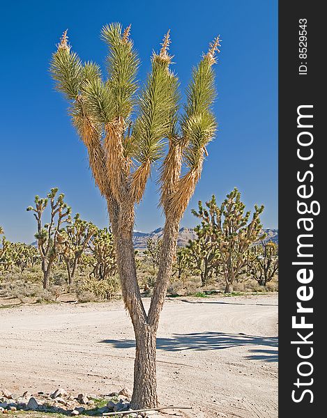 A joshua tree in the desert