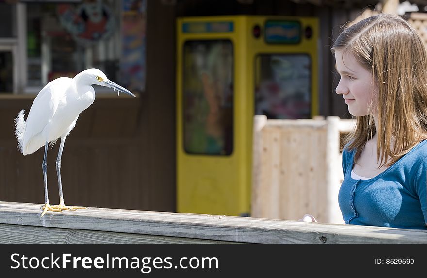 A snowy white egret skeptically approaching a friendly preteen girl. A snowy white egret skeptically approaching a friendly preteen girl.