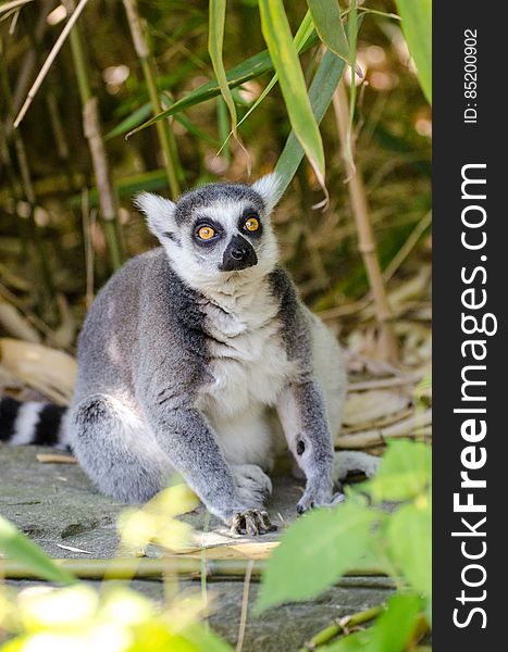 Ring-Tailed Lemur