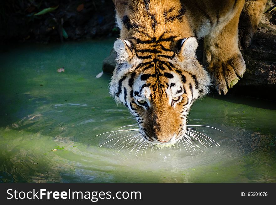 Drinking Tiger