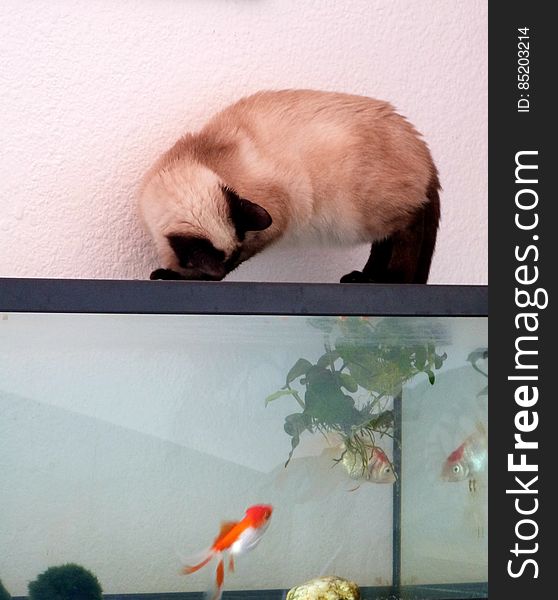 Schrody trying to outsmart my pair of old goldfish. It&#x27;s one of his favorite activities, he likes to drink their water too. Schrody trying to outsmart my pair of old goldfish. It&#x27;s one of his favorite activities, he likes to drink their water too.