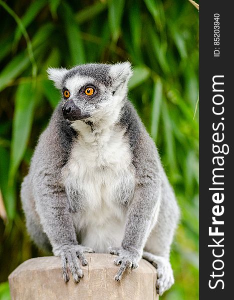 Ring-Tailed Lemur