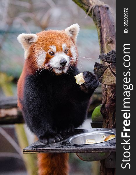 Red Panda