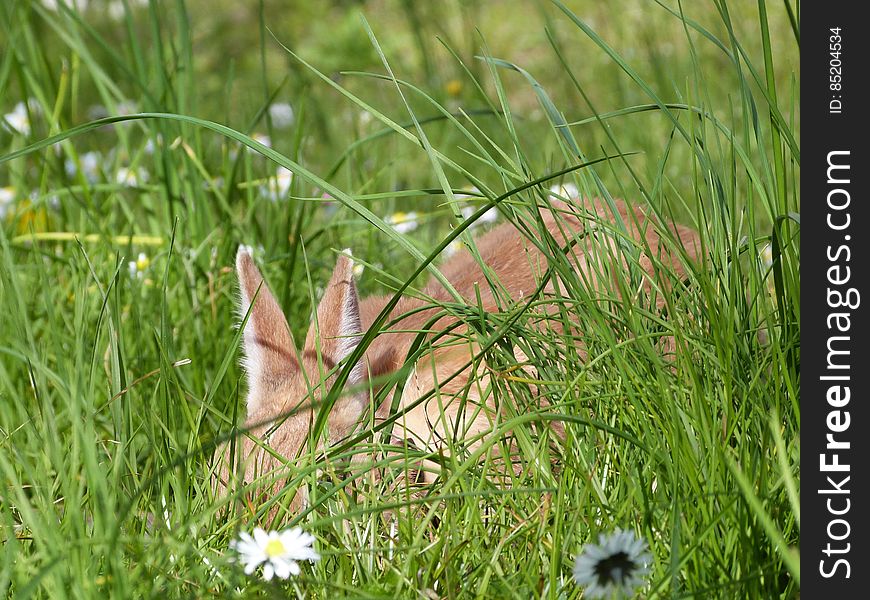 Kirby In The Garden