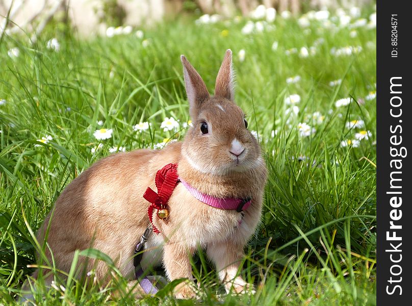 Kirby In The Garden