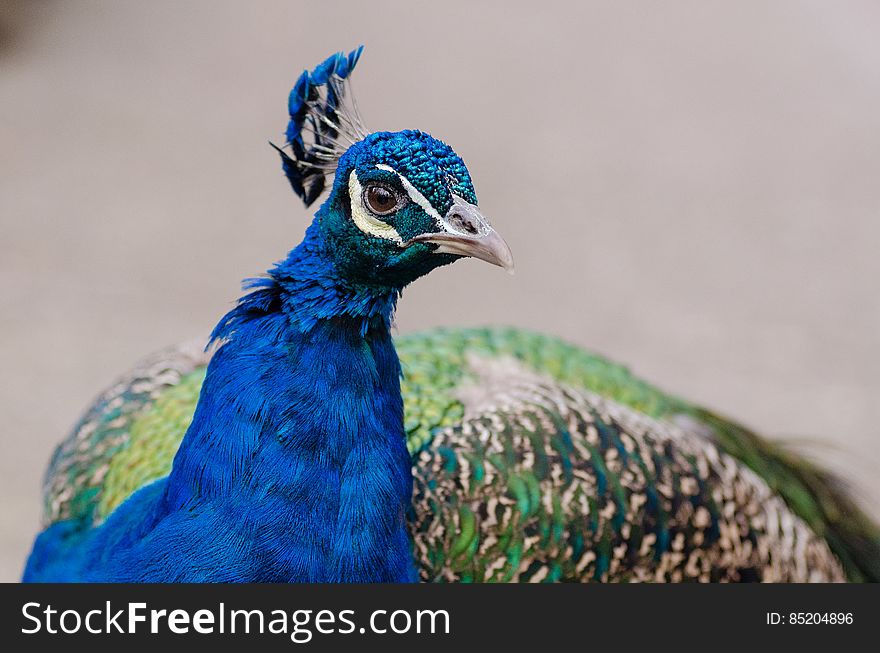 Peacock