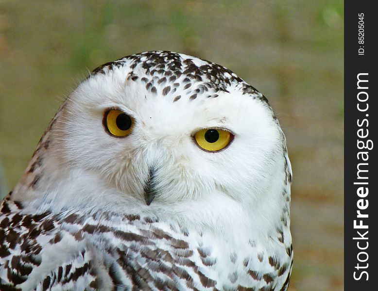 Snowy Owl &x28;bubo Scandiaca&x29;