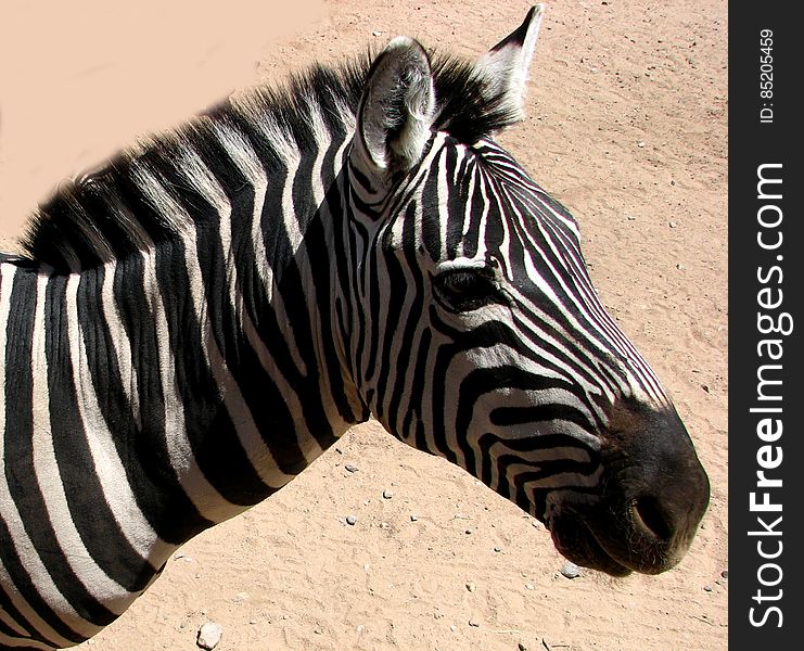 Zebra Head