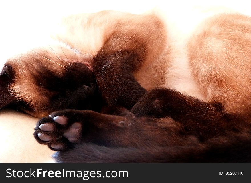 SchrÃ¶dinger&#x27;s lil&#x27; paws are so adorable it&#x27;s hard not to squeesh them when he&#x27;s sleeping. SchrÃ¶dinger&#x27;s lil&#x27; paws are so adorable it&#x27;s hard not to squeesh them when he&#x27;s sleeping.