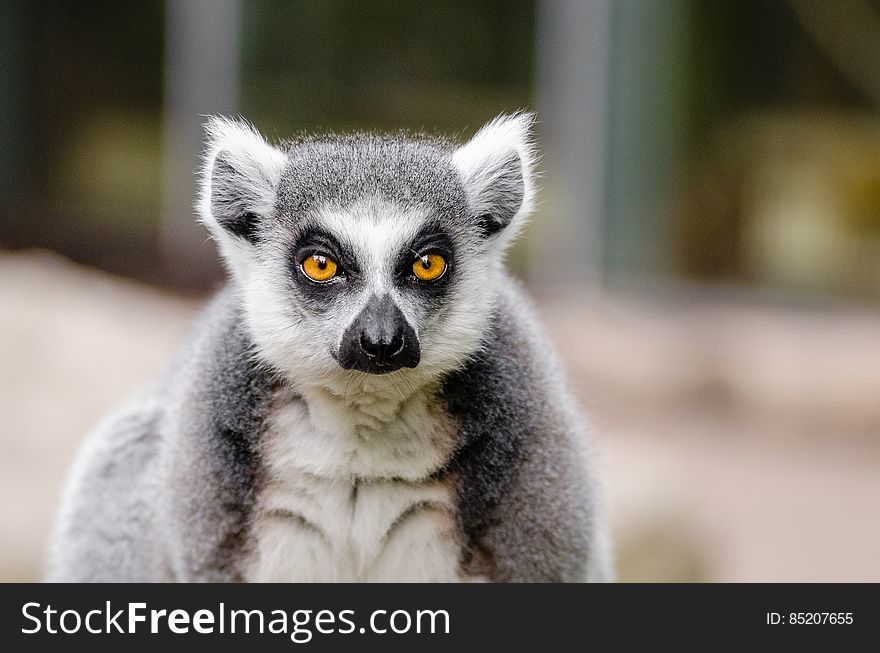 Ring-Tailed Lemur