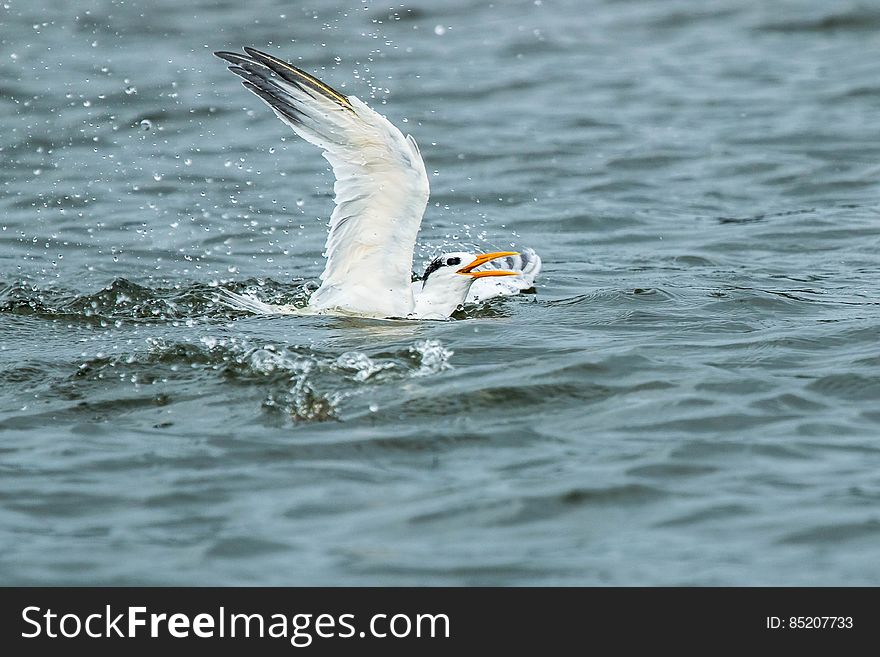 Bain De Mouette