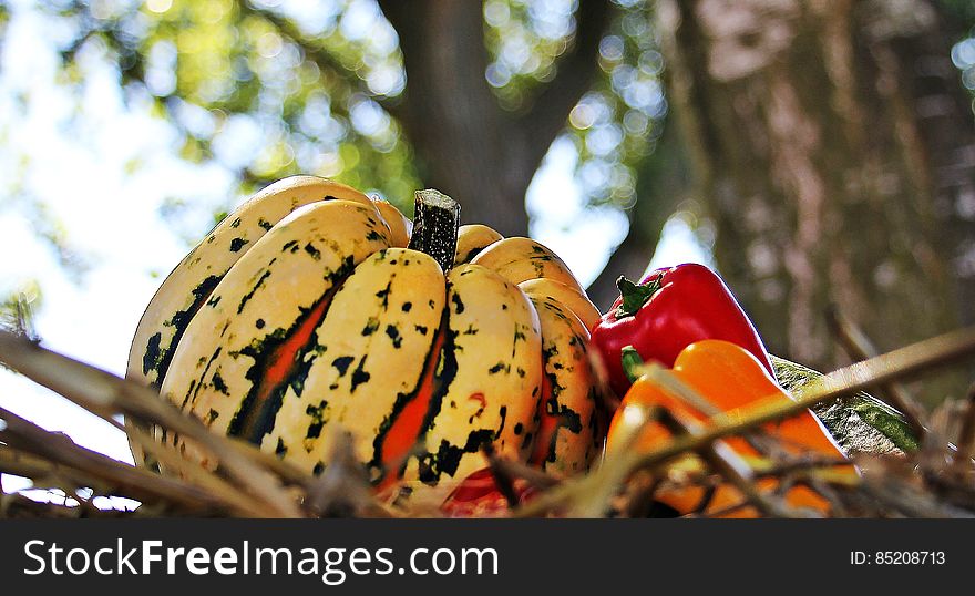 White pumpkin and colorful sweet peppers outdoors under tree. White pumpkin and colorful sweet peppers outdoors under tree.