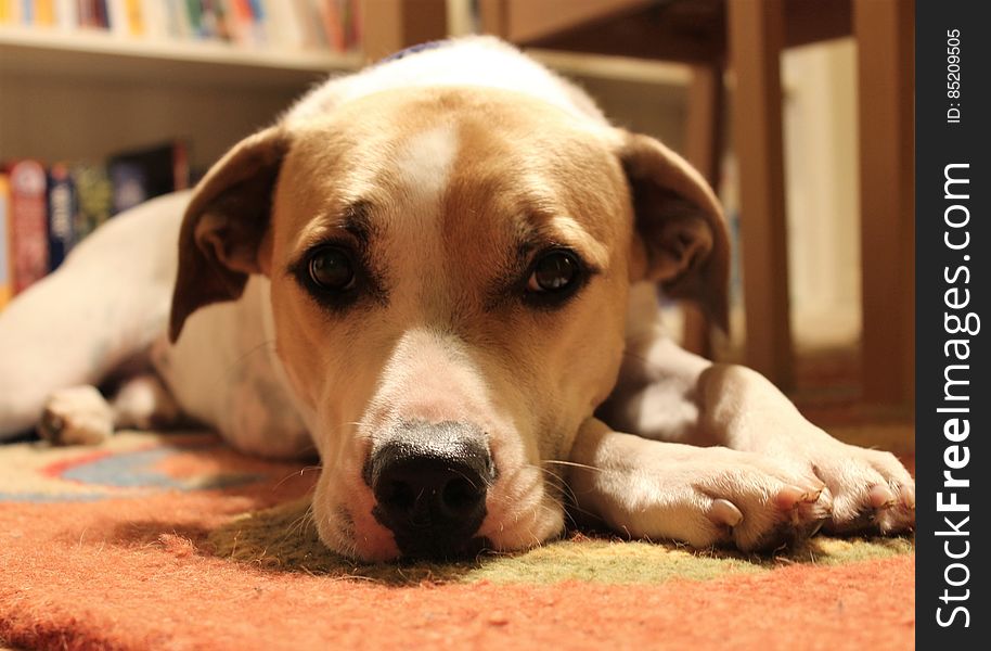 Pet resting with books. Pet resting with books