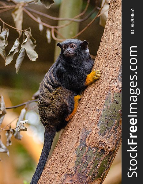 Red-handed tamarin