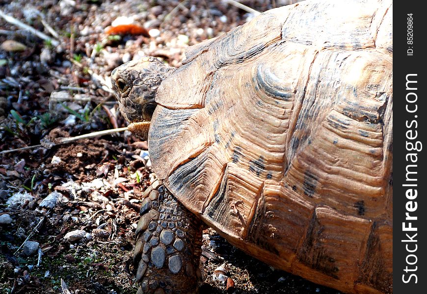 Saw a cute tortoise walking around. Had lots of time to take a picture. - Morocco January 2014. Went to visit my grandma in Essauouira for the 2nd time since she moved there. Had a great time!. Saw a cute tortoise walking around. Had lots of time to take a picture. - Morocco January 2014. Went to visit my grandma in Essauouira for the 2nd time since she moved there. Had a great time!