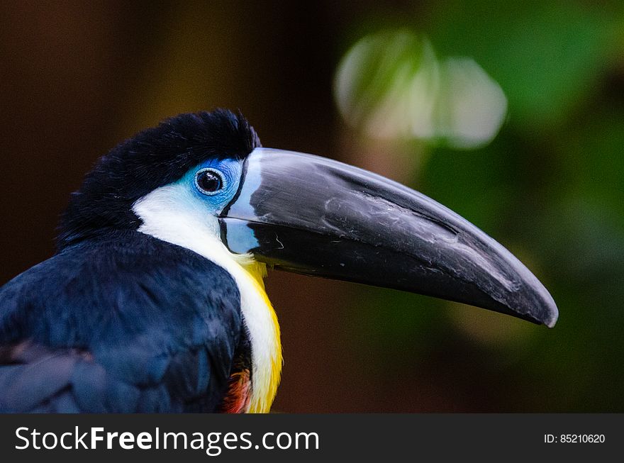 Closeup of the very friendly channel-billed toucan living in the tropical aquarium &#x22;Rio Negro&#x22; at the Zoo Duisburg in Germany. He some times flies on your shoulder and enjoys being pet every now and then.