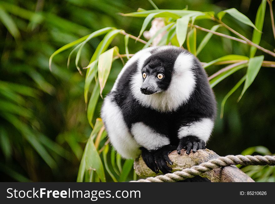 Black And White Ruffed Lemur