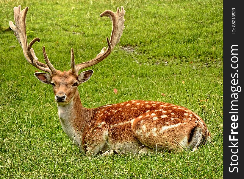 A deer buck with large antlers lying on grass. A deer buck with large antlers lying on grass.