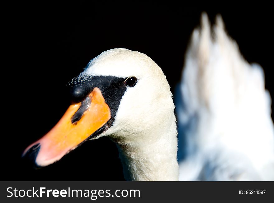 Swan Headshot