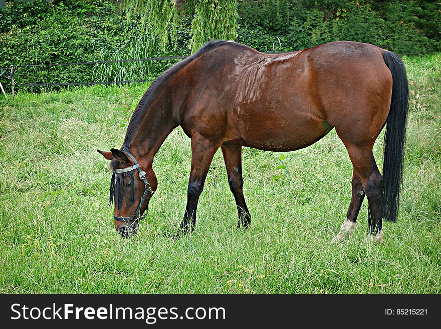 PUBLIC DOMAIN DEDICATION digionbe 9.. 18-06-16 - Horse grazing LOW RES DSC00989