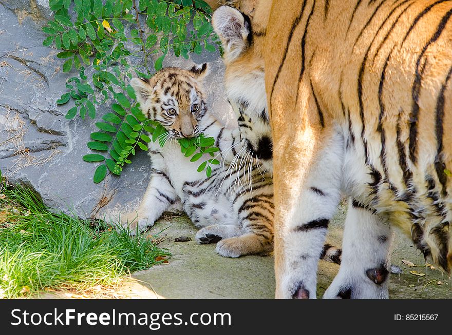 Tiger cub