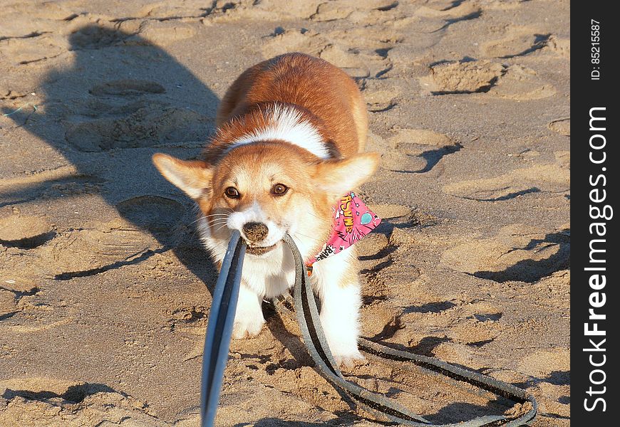 Doggy Fun At The Beach
