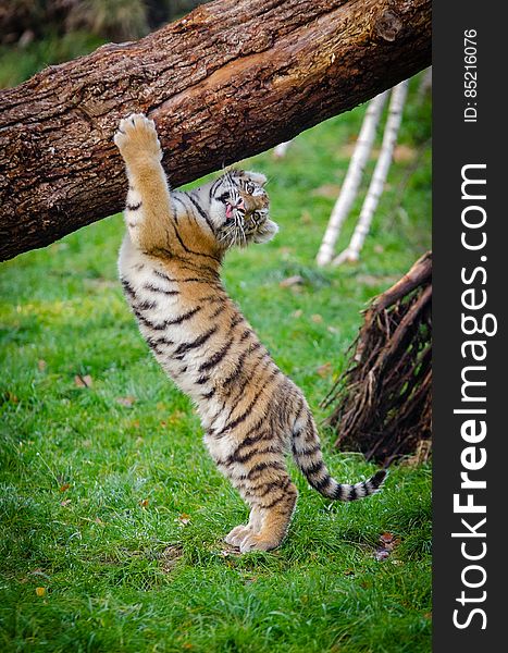 Siberian Tiger Cub