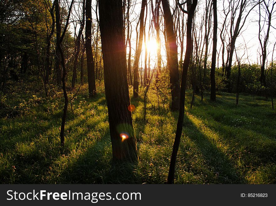 Sun Shining Through Trees In Forest