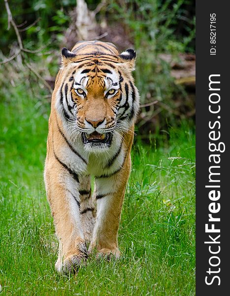 Tiger El-Roi from Zoo Duisburg, Germany. Tiger El-Roi from Zoo Duisburg, Germany.