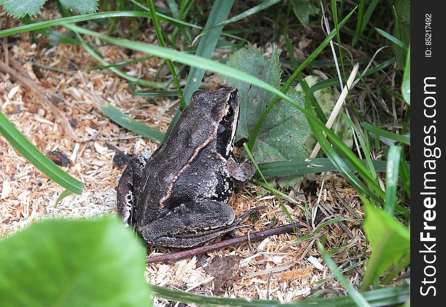 Frog, Plant, True Frog, Toad