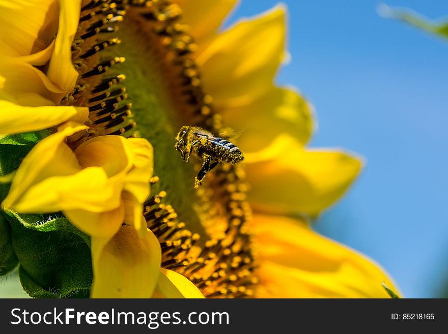 A bee hovering in front of a sunflower blossom. A bee hovering in front of a sunflower blossom.
