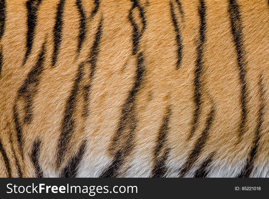 The stripes of siberean tiger Elroi who lives at the zoo in Duisburg, Germany. The stripes of siberean tiger Elroi who lives at the zoo in Duisburg, Germany.