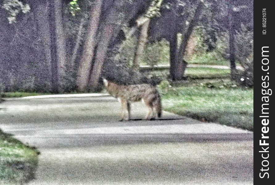 Morning Coyote